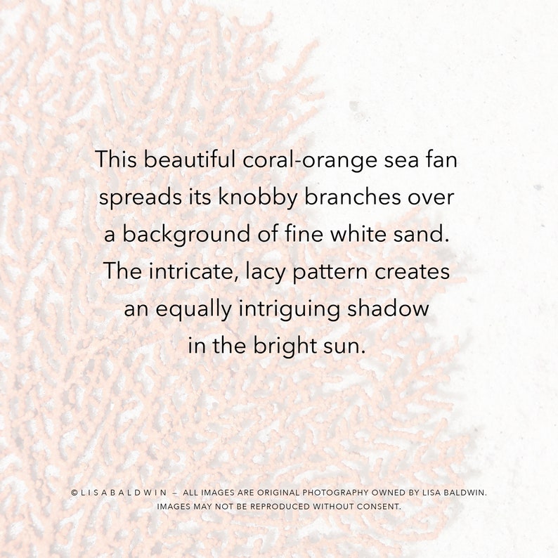 Photo of a Lacey Coral Orange Sea Fan in the Sand Coastal Beach House Ocean Decor image 2