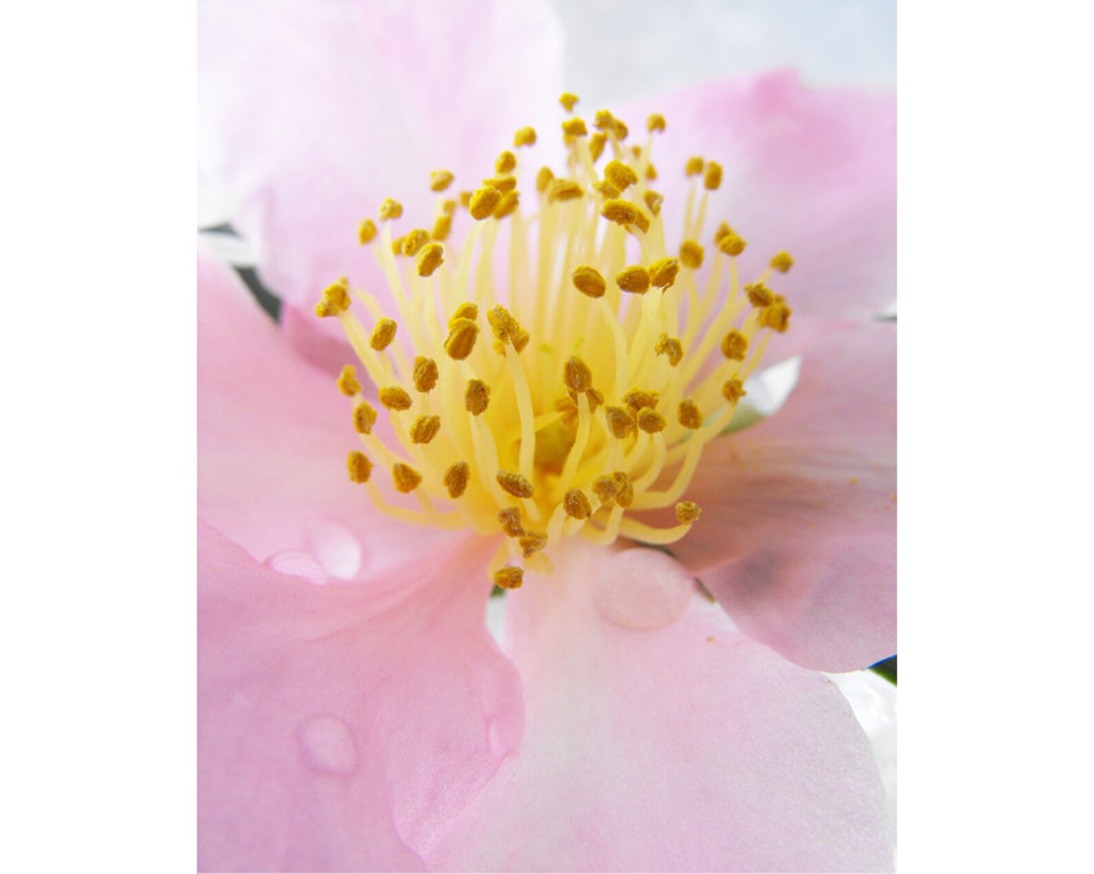 Soft Pink Camellia Photo Golden Yellow Center Botanical | Etsy