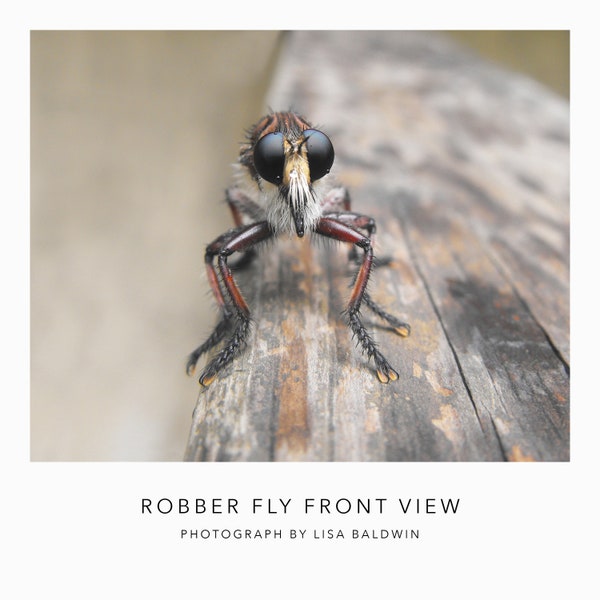 Robber Fly aka Assassin Fly - Macro Photo - Monstrous but Beautiful Insect with Purple Tinted Eyes Print