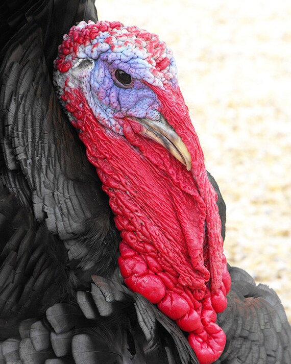 Turkey Ugly Bird Photo Massive Red And Purple Faced Tom Etsy