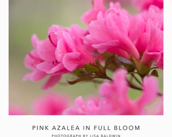Azalea rosa en plena floración - Foto de la naturaleza - Flor botánica Foto rosa y verde