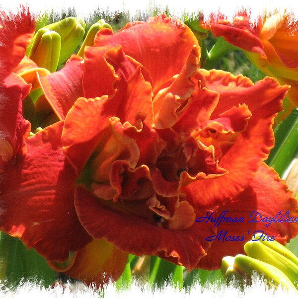Daylily "Moses' Fire"- double fan perennial