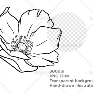 Wilde Rose Floral Linie Kunst, botanische Linie Kunst, Clipart, von Hand gezeichnet, Blumen Linie Kunst, Blumen Clipart, Tattoo Designs, PNG, kommerzielle Nutzung Bild 4