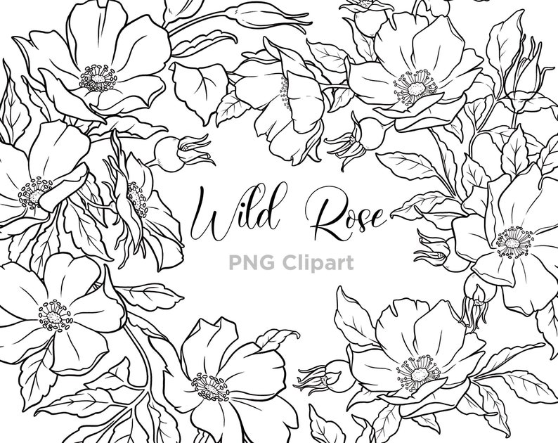 Wilde Rose Floral Linie Kunst, botanische Linie Kunst, Clipart, von Hand gezeichnet, Blumen Linie Kunst, Blumen Clipart, Tattoo Designs, PNG, kommerzielle Nutzung Bild 1