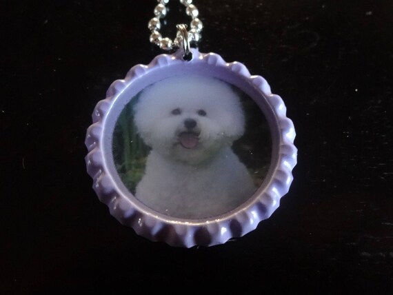 bichon frise 2 years old