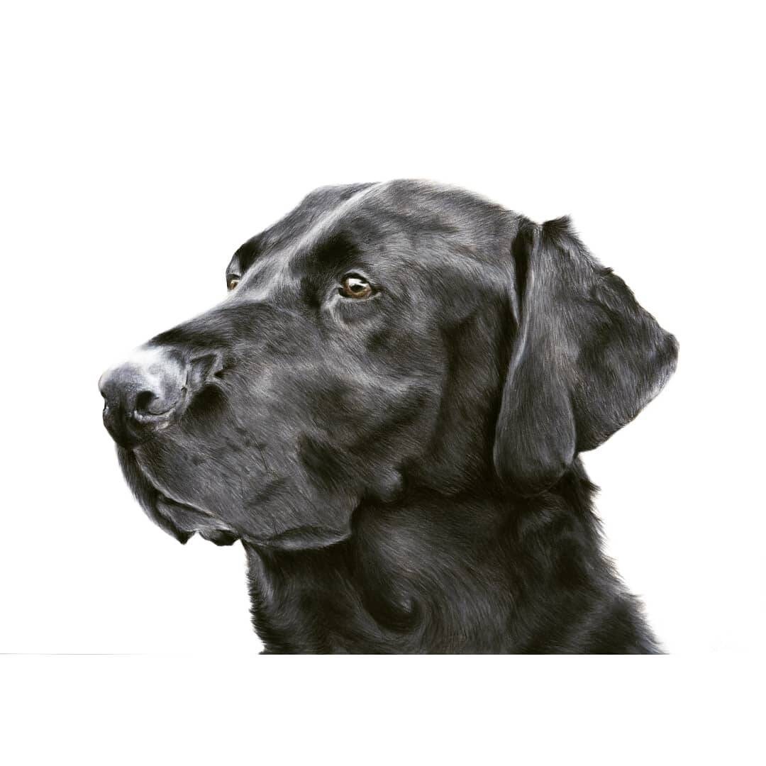 Black Labrador Fine art Print black Labrador illustration Etsy