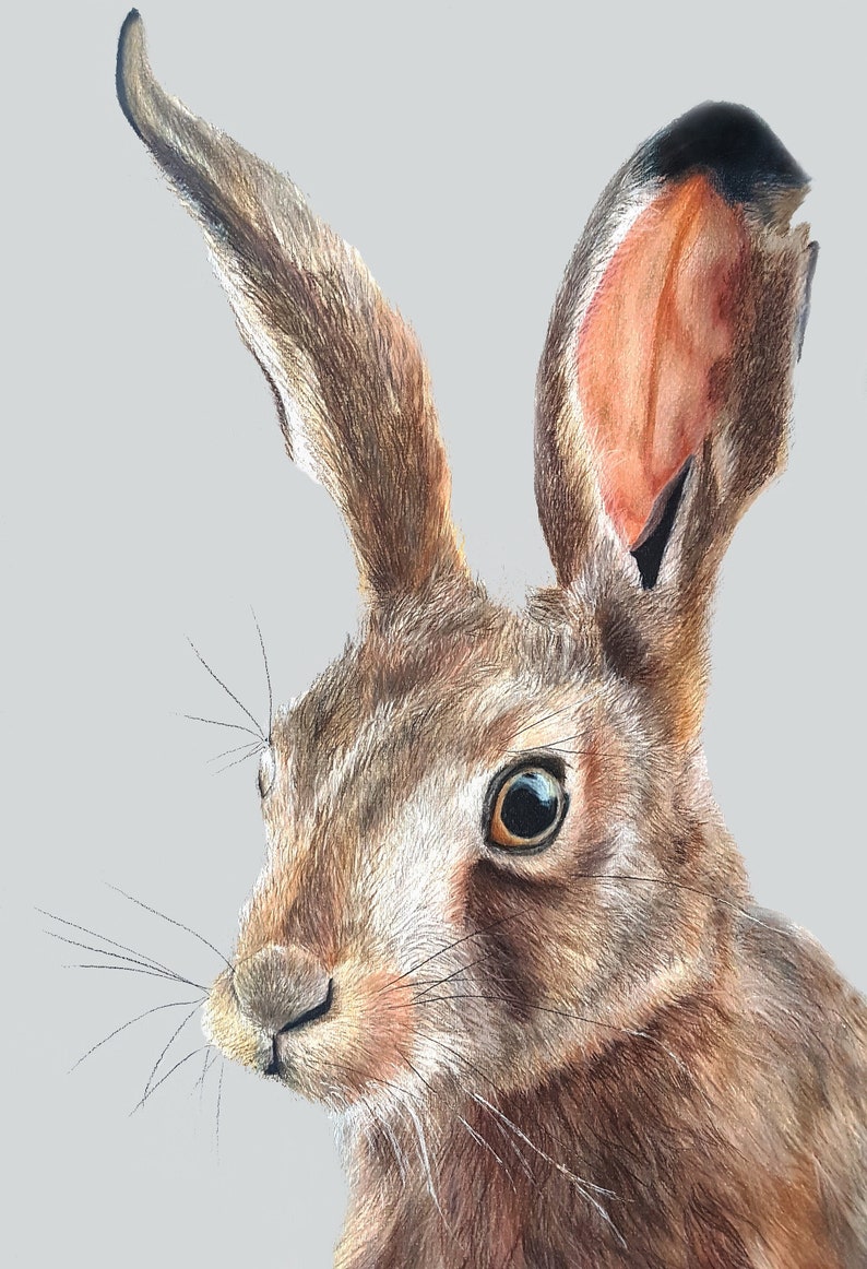 May include: A detailed colored pencil drawing of a hare's head and upper body. The hare has brown fur with long ears, a pink inner ear, and a detailed eye. The background is a solid light gray.