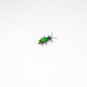 30-12 Flower Beetle