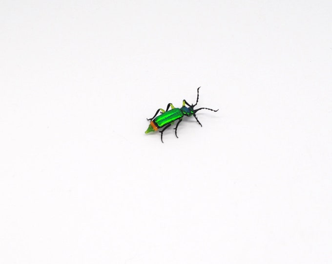 30-12 Flower Beetle