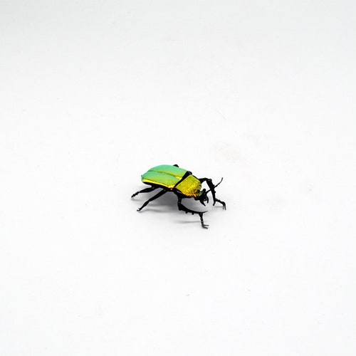 30-12 Costa Rican shops Golden Beetle
