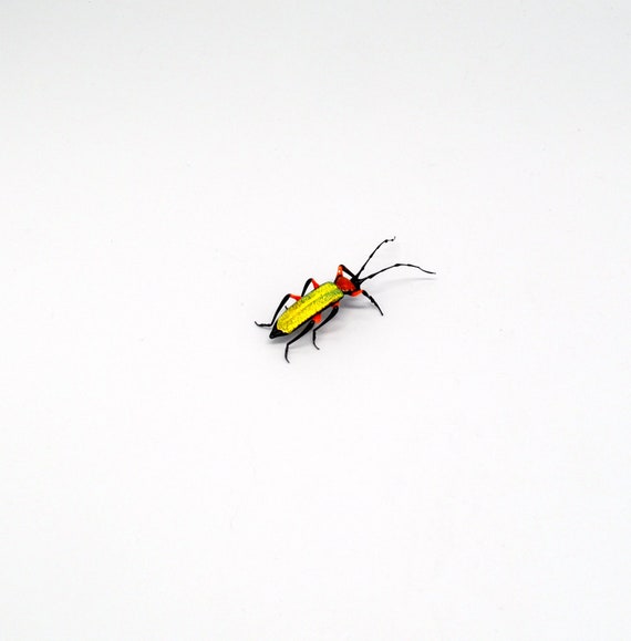 30-12 Texan Longicorn Beetle