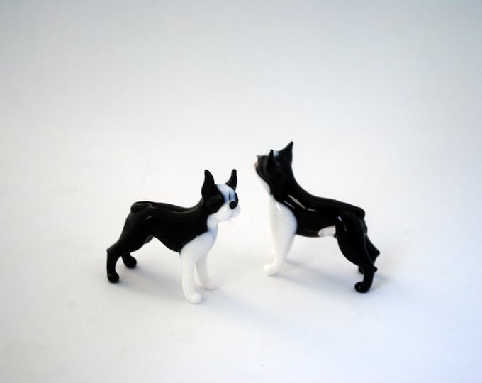 Boston Terrier