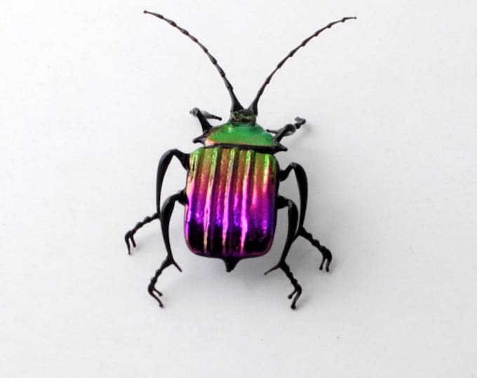 30-12 Violet Ground Beetle