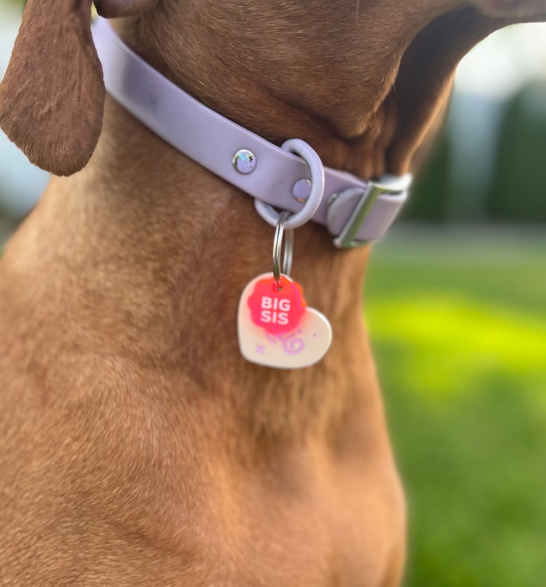 May include: A lavender dog collar with a heart-shaped tag that says "BIG SIS" in pink and red lettering. The tag has a white background with a pink and purple swirl design.