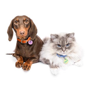 May include: A brown dachshund with a pink collar and a brown and white ragdoll cat with a blue collar. Both pets are looking at the camera.
