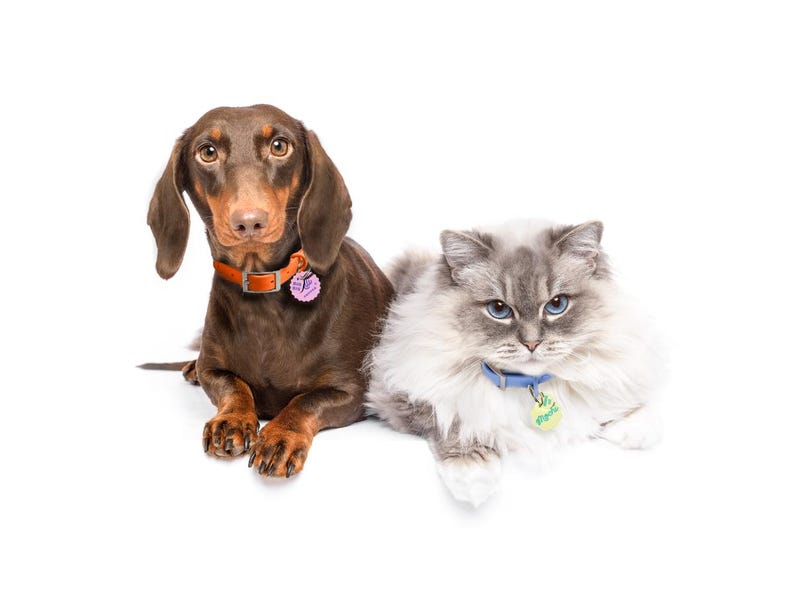 May include: A brown dachshund with a pink collar and a brown and white ragdoll cat with a blue collar. Both pets are looking at the camera.