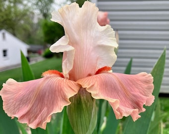 Peach Cream iris STRUCK TWICE Re blooming tall bearded Iris Custom Shipping