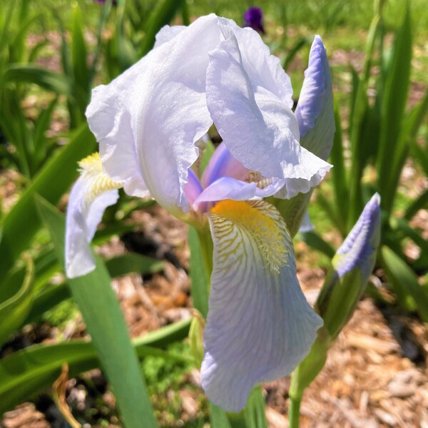 Florentina Iris rhizome -  faint Silver blue/ white - Old Fashioned heritage Tall Bearded iris zone 3-9 presale - COMBINE shipping!