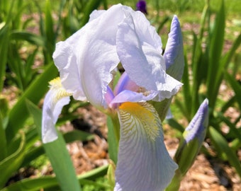 Florentina Iris rhizome -  faint Silver blue/ white - Old Fashioned heritage Tall Bearded iris zone 3-9 presale - COMBINE shipping!