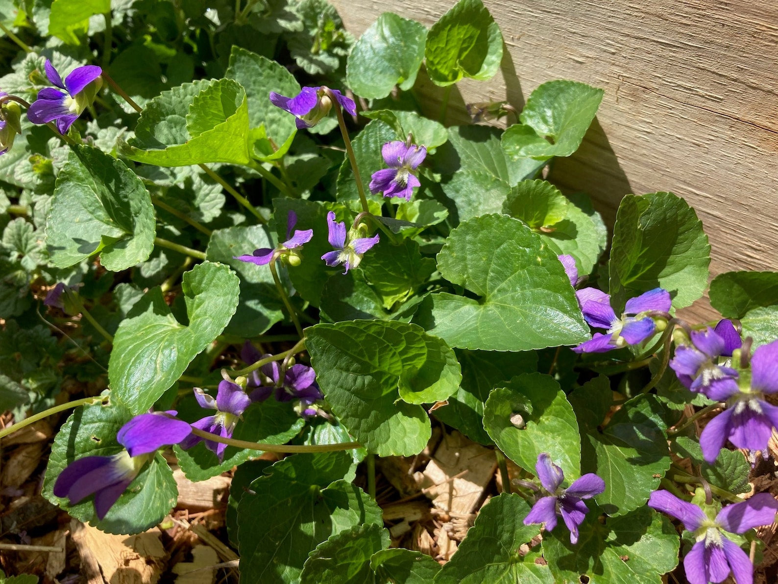 Wild Violets 5 Edible Medicinal Spring Plants Meadow Violets Etsy