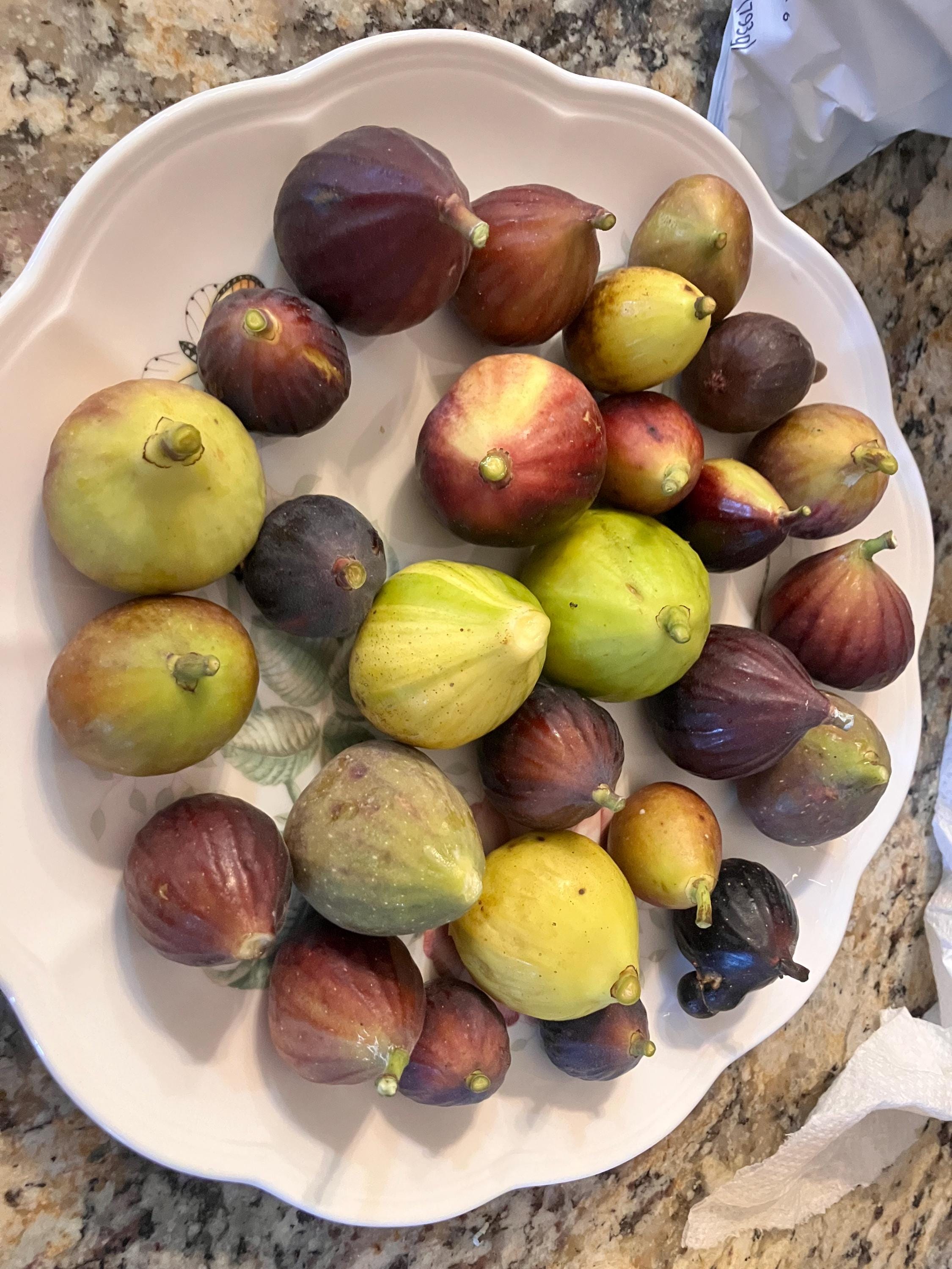 イチジクDel Sen Jaume Gran 苗木1本！(DSJG)