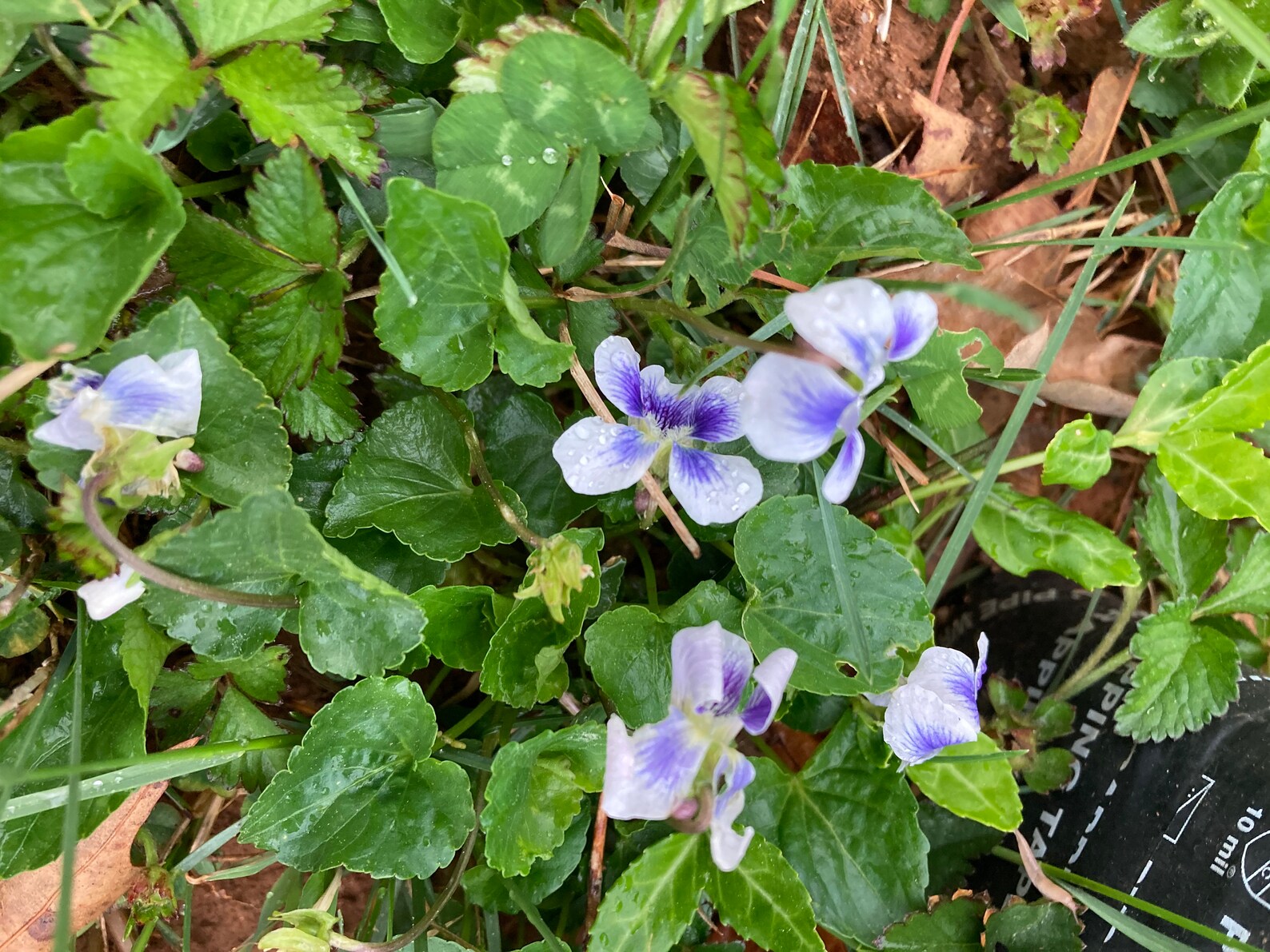 Wild Violets 5 Edible Medicinal Spring Plants Meadow Violets Etsy