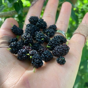 May include: A hand holding a pile of ripe, dark purple mulberries.