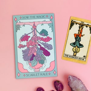 Scarlet Grünkohl Tarot Samen Paket - Samen
