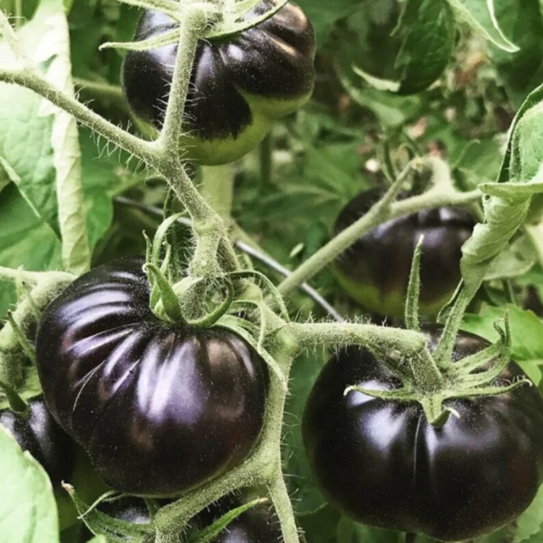 Sow the Magic Black Beauty Tomato Seed - Thumbnail 2