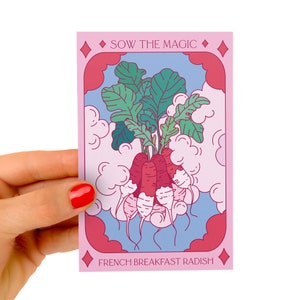Frans ontbijtradijs tarotzaadpakket - Seeds