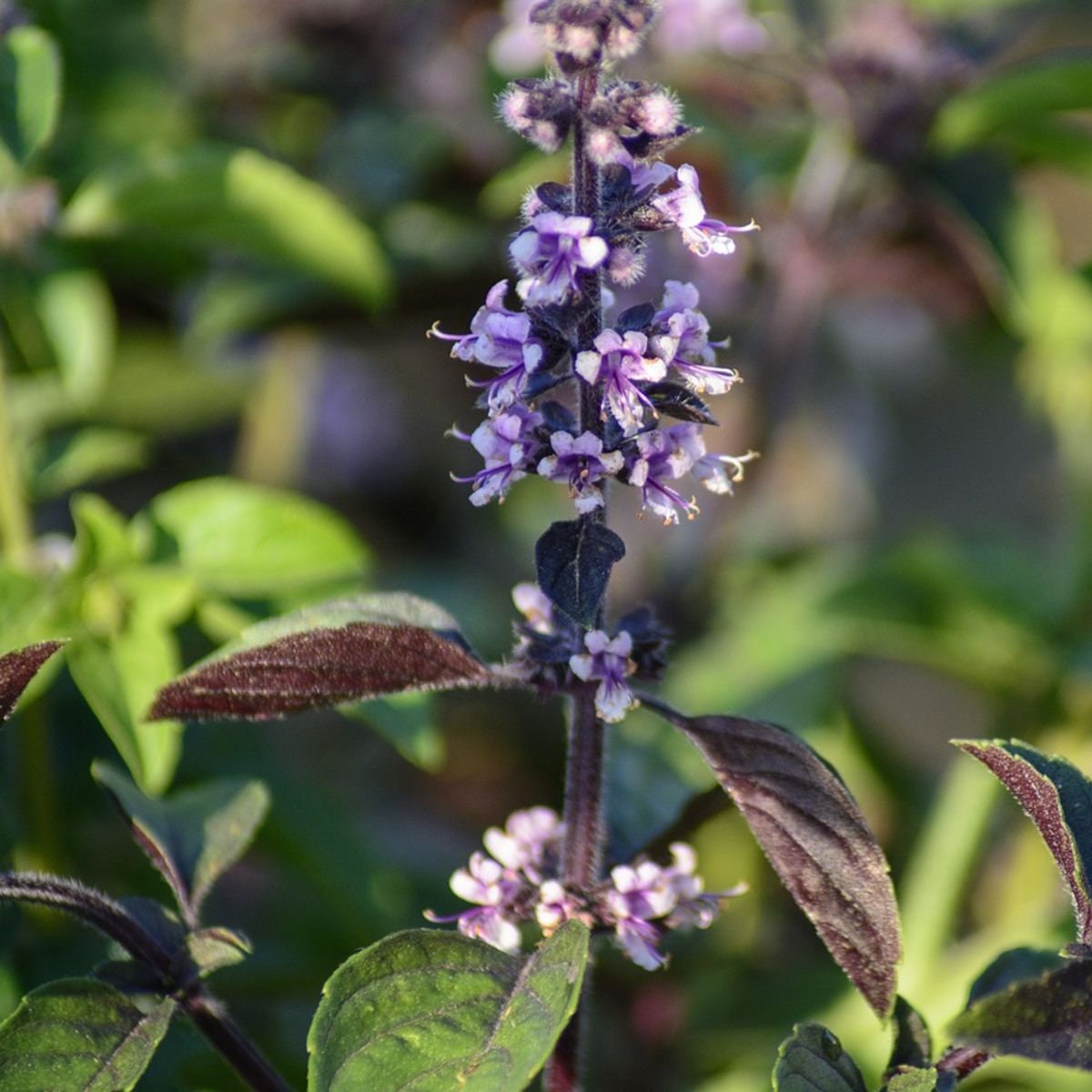 Purple Dark Opal Basil Tarot Seed Packet Seeds Etsy