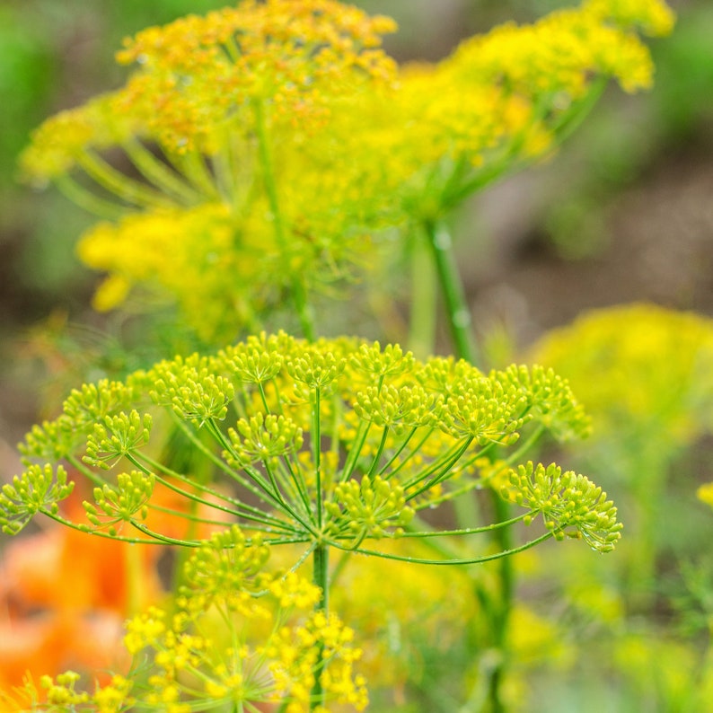 Bouquet Dill Tarot Seed Packet image 2