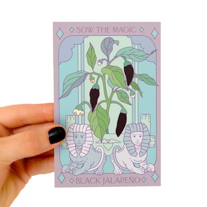 Paquete de semillas de tarot de jalapeño húngaro negro - Semillas