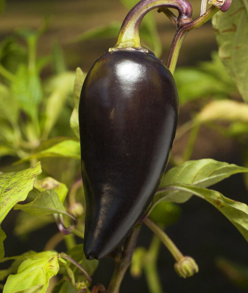 Sow the Magic Hungarian Jalapeño Seed Packet