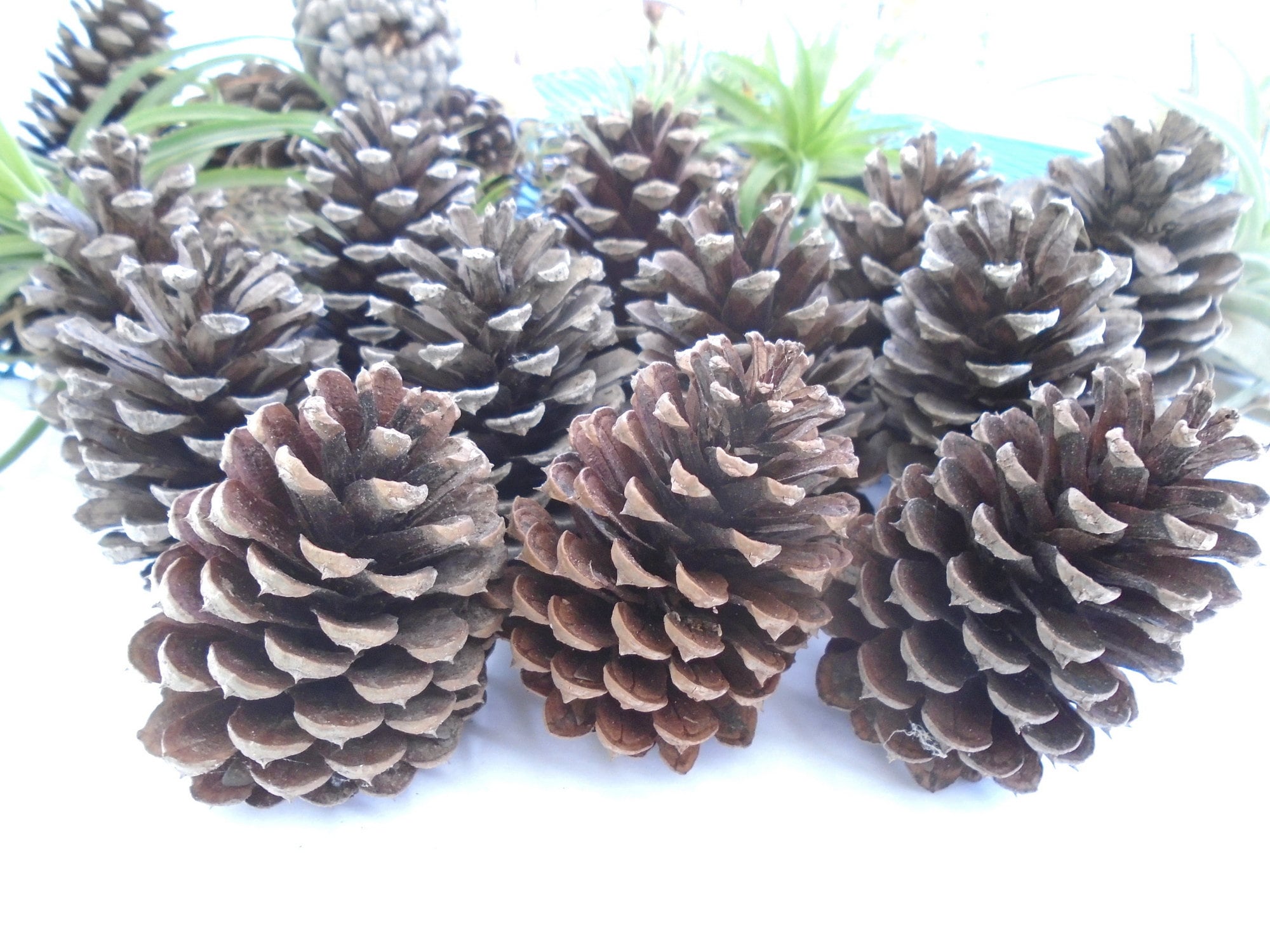 1.5 Inch Natural Lacquered Pine Cones Pick x 3 (1 Dozen)