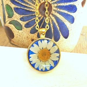 Real White Daisy Pressed Flower Round  Blue Gold Color Pendant Necklace