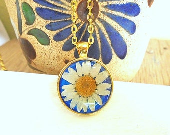 Real White Daisy Pressed Flower Round  Blue Gold Color Pendant Necklace