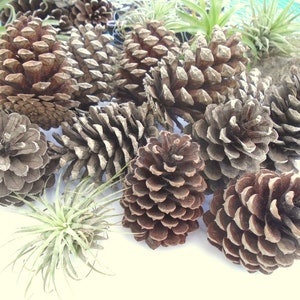 Natural Pine Cones 3-4 inch Medium to Large for Crafting  Pinecone Home Decor--ON SALE