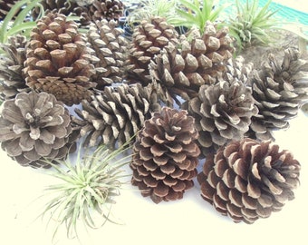 Dozen 12 Natural Pine Cones 3-4 inch Medium to Large for Crafting  Pinecone Home Decor--ON SALE