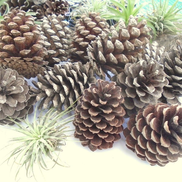 Dozen 12 Natural Pine Cones 3-4 inch Medium to Large for Crafting  Pinecone Home Decor--ON SALE