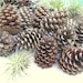 see more listings in the Pine Cones section