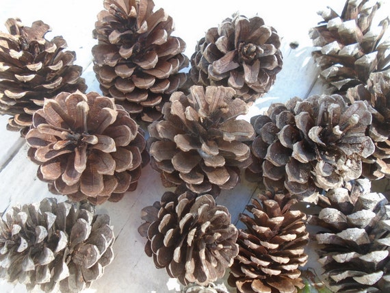 12 Natural White Tipped Frosted Pine Cones 2.5-3.5 Inch One Dozen for  Crafting Pinecone Christmas Wedding Home Decor 