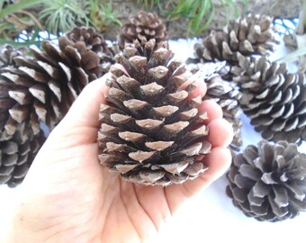 Southern white pine cones - arts & crafts - by owner - sale - craigslist