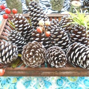 May include: A wicker basket filled with pine cones, some of which are dusted with white paint. The basket is surrounded by red berries and a green air plant.