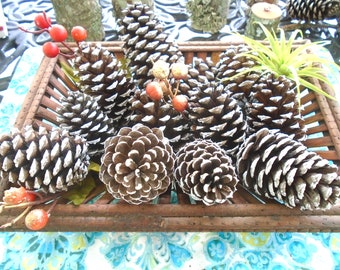 12 Natural White Tipped Frosted Pine Cones 2.5-3.5 inch One Dozen for Crafting Pinecone Christmas Wedding Home Decor