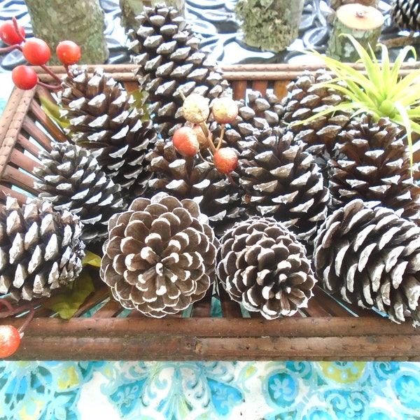 12 Natural White Tipped Frosted Pine Cones 2.5-3.5 inch One Dozen for Crafting Pinecone Christmas Wedding Home Decor