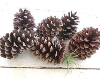 6 large 4 inch Natural Pine Cones Large for Crafting Art Projects and Pinecone Bird Feeders