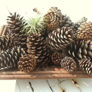 15 Assorted Large, Medium, and Small Natural Pine Cones for Crafting Art Projects and Pinecone Decor