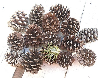 Small to Medium 15 Pine Cones 2-3 inch Natural for Autumn Crafting Pinecone Holiday Home Decor