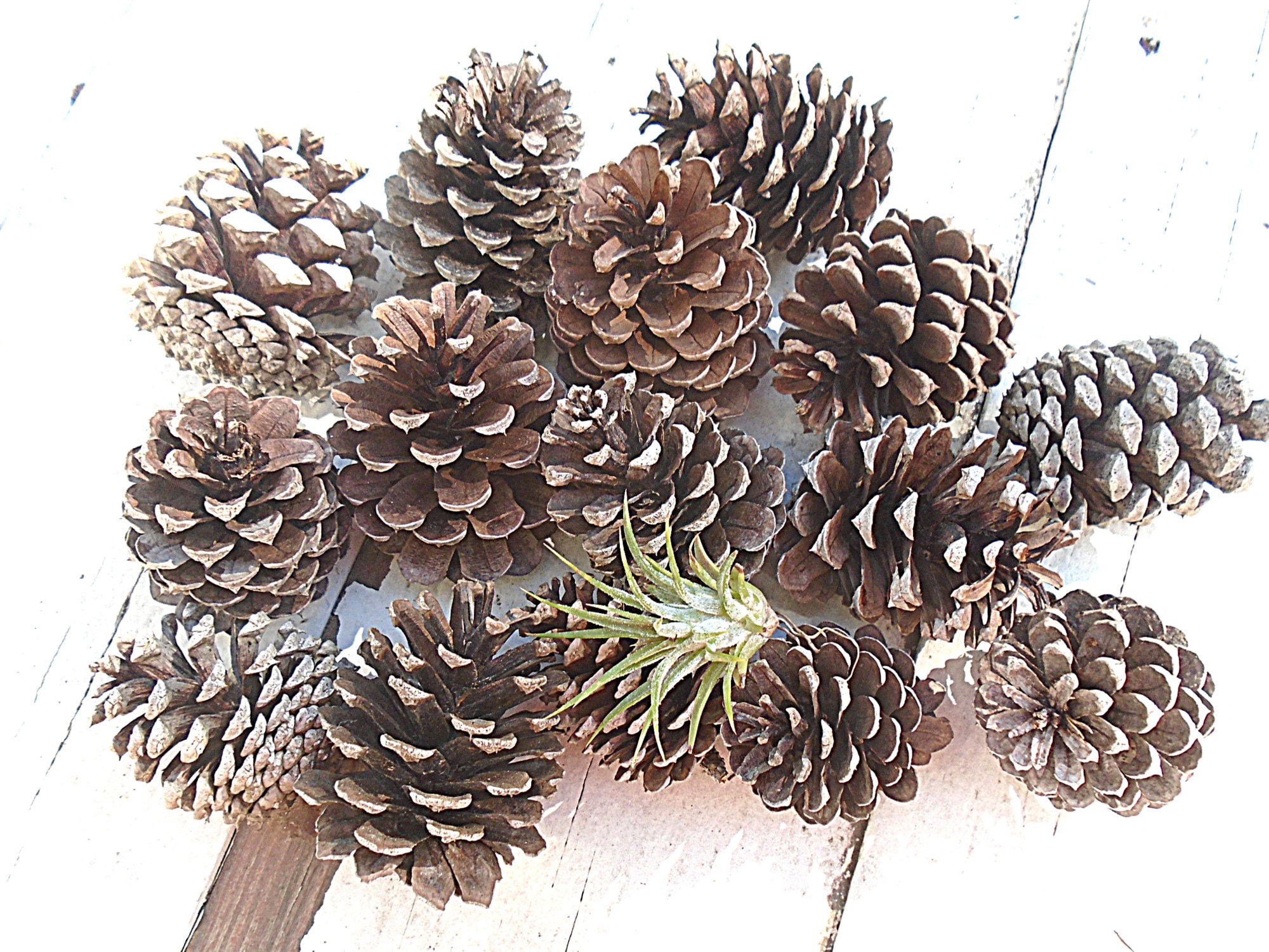 Small to Medium 15 Pine Cones 2-3 Inch Natural for Autumn Crafting Pinecone  Holiday Home Decor 